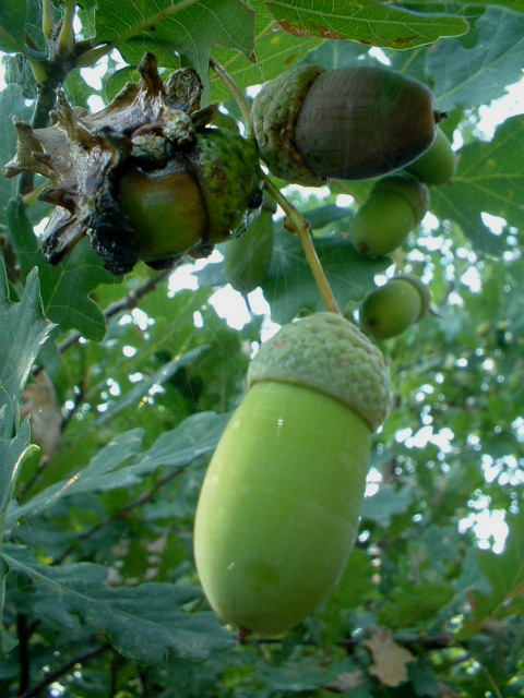 Galle: Andricus quercuscalicis e A. kollari